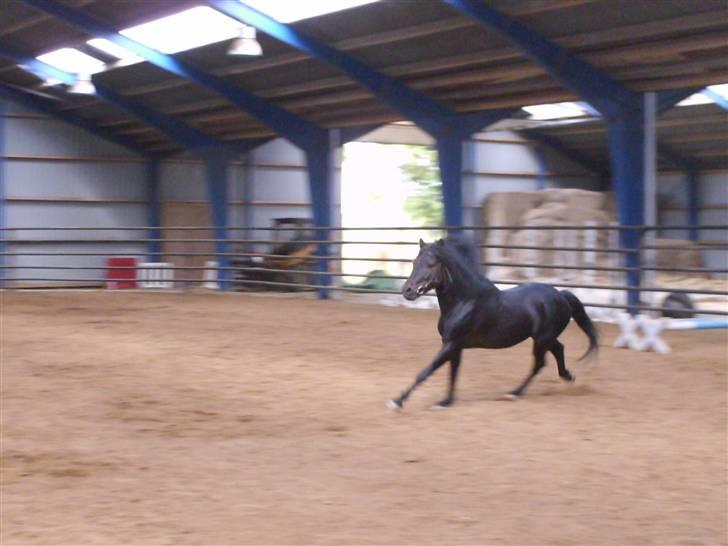 Dartmoor Anc-neu Duo (solgt) - <333 Miss you..! :´) billede 2