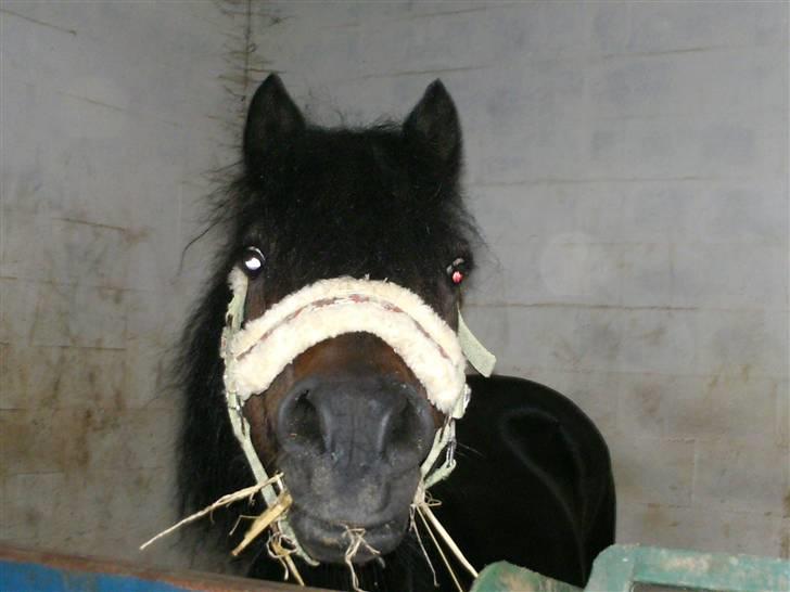 Dartmoor Anc-neu Duo (solgt) - efter kåringen IGEN  vi er altså hjemme MEN seee min skønne mulle billede 6