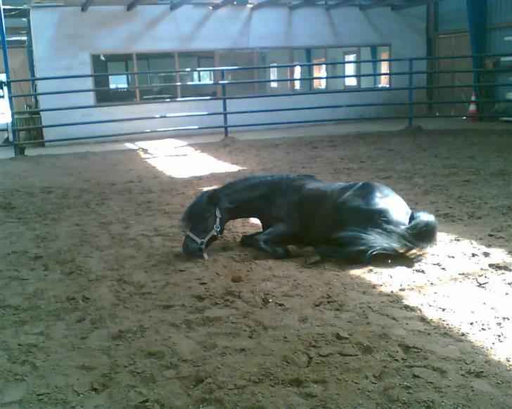 Dartmoor Anc-neu Duo (solgt) - Rulletur..  Taget med mobilh billede 7