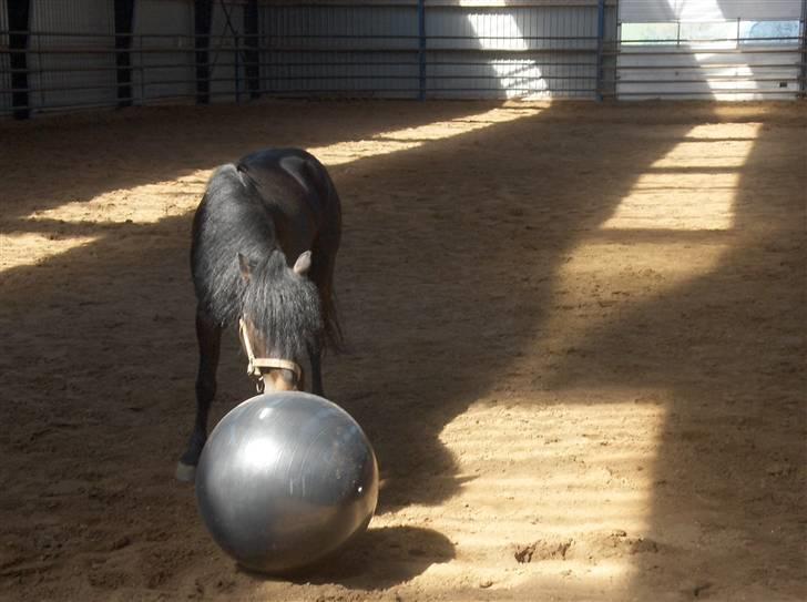 Dartmoor Anc-neu Duo (solgt) - **NYT**  Galop!!!  FIN IKK? billede 9