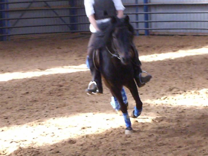 Dartmoor Anc-neu Duo (solgt) - **NYT** MERE!! billede 13