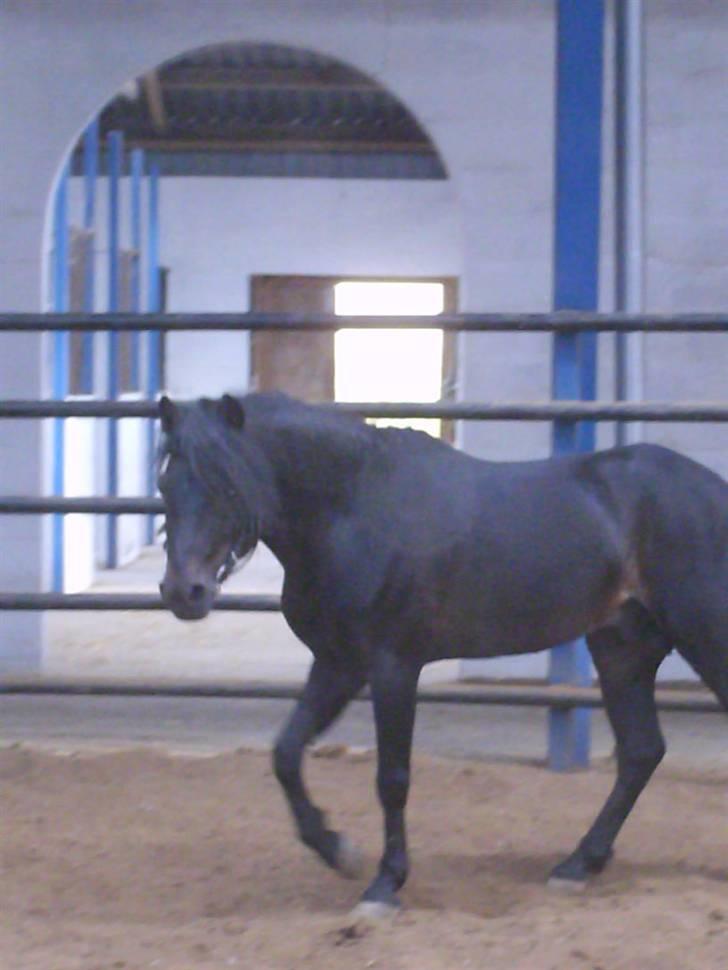 Dartmoor Anc-neu Duo (solgt) - galop taget af mobil billede 15