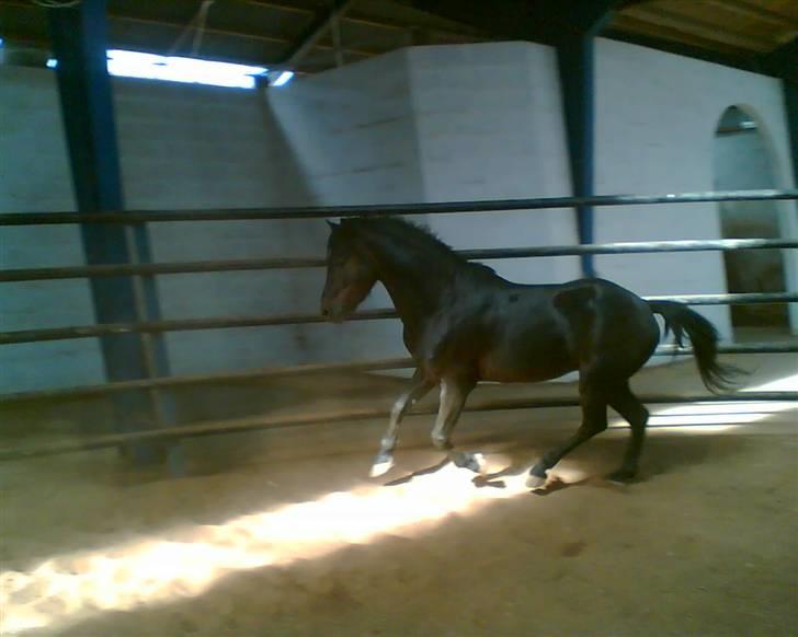 Dartmoor Anc-neu Duo (solgt) - Fotogen? jep!    taget med mobil billede 19