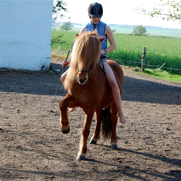 Islænder Hugi fra Bakkerne - 12# Hugo stamper på komando :) billede 12