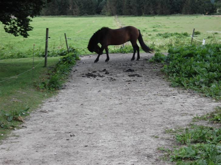 Islænder bylting - så skulle der liige kløs  hehe.. ser da meget fint ud :D billede 18