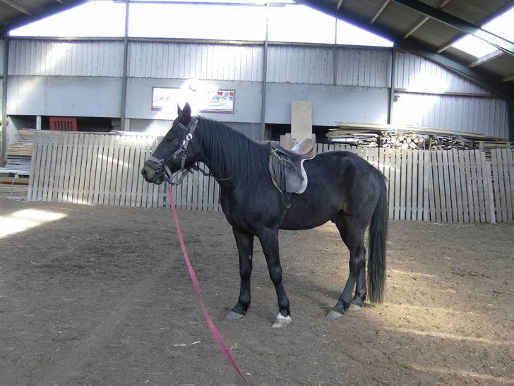 Traver Ekstra Nielsminde R.I.P - han er da super smuk billede 3