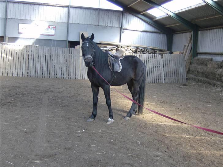 Traver Ekstra Nielsminde R.I.P - charme, selvtillid og lækkert hår billede 4