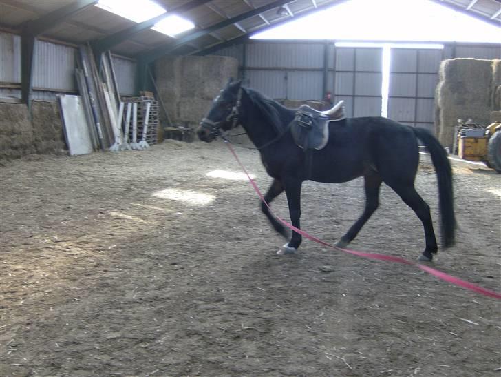 Traver Ekstra Nielsminde R.I.P - fino:P billede 6