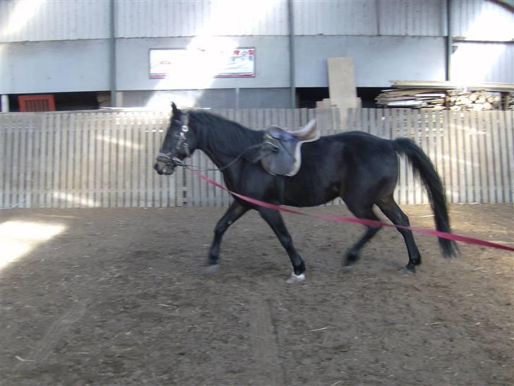 Traver Ekstra Nielsminde R.I.P - traver Ekstra billede 7