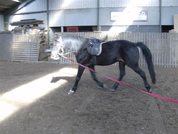 Traver Ekstra Nielsminde R.I.P - super flot billede 8