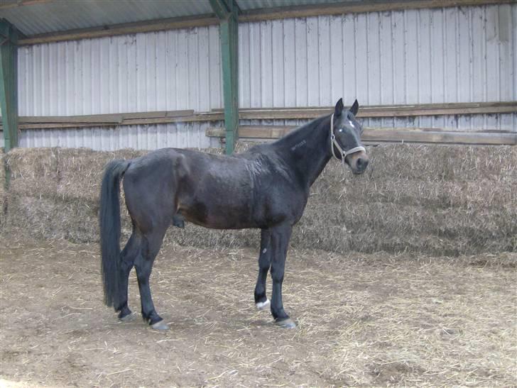 Traver Ekstra Nielsminde R.I.P - smukke hyp:P billede 9