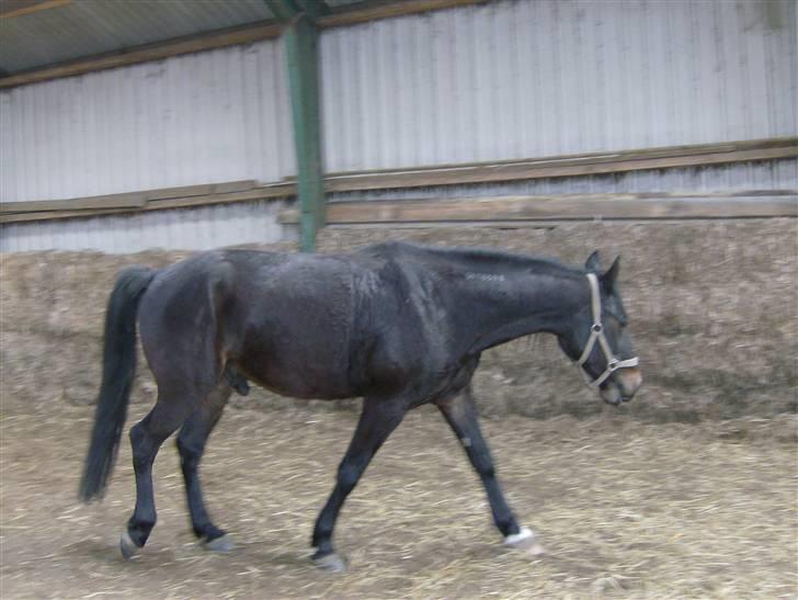 Traver Ekstra Nielsminde R.I.P - elsker ham billede 10