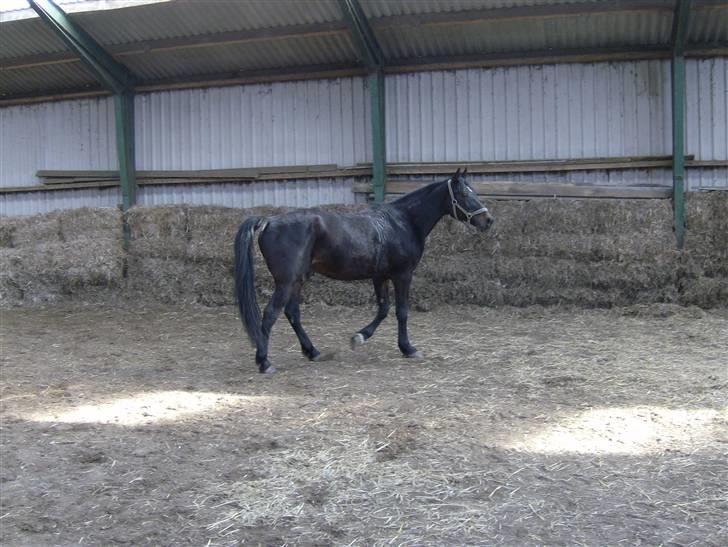 Traver Ekstra Nielsminde R.I.P - jeg kan ikke stå for ham<33 billede 11