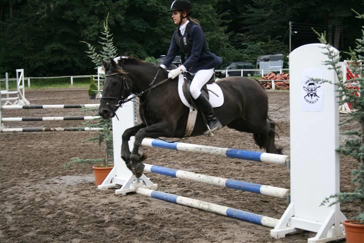 Welsh Cob (sec D) Silva - LB på HØRS billede 8