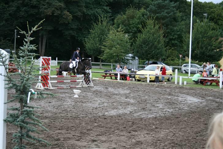 Welsh Cob (sec D) Silva - LC på HØRS, 2. plads billede 9