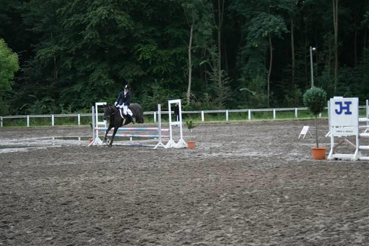 Welsh Cob (sec D) Silva - LC billede 10