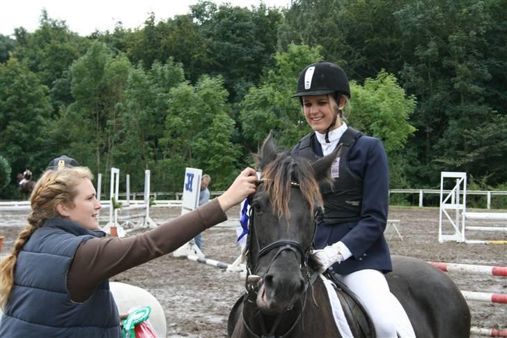 Welsh Cob (sec D) Silva - 2. plads, HØRS. billede 11