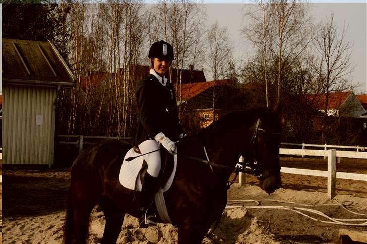 Welsh Cob (sec D) Silva - Vedbæk efter at have redet LB billede 12