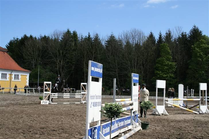 Welsh Cob (sec D) Silva - LA, HØRS billede 13