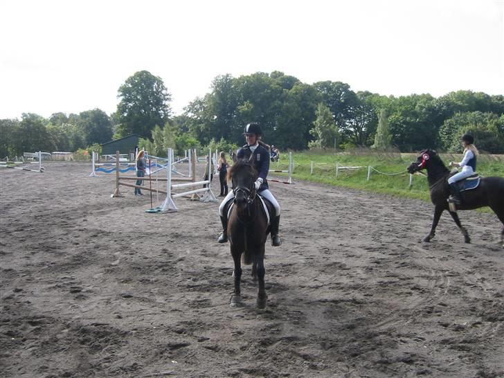 Welsh Cob (sec D) Silva - Præmieoverrækkelse, FOR. billede 14