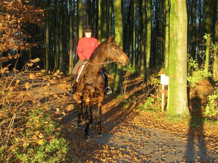 Dansk Varmblod Engvangs Richesse RDH  - velkommen ;D billede 1