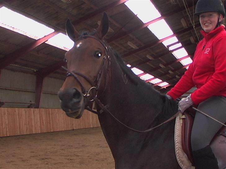 Dansk Varmblod Engvangs Richesse RDH  - hej hej  billede 2