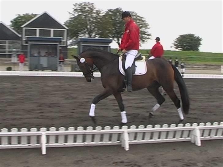 Dansk Varmblod Engvangs Richesse RDH  - kåring på vilhelmsborg, ridning med testrytter . .   billede 6