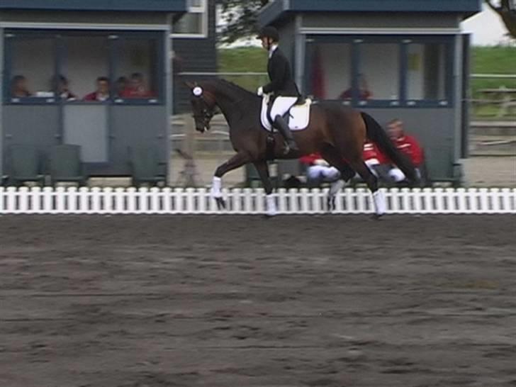 Dansk Varmblod Engvangs Richesse RDH  - kåring på vilhelmsborg, ridning med egenrytter (Christina) billede 9