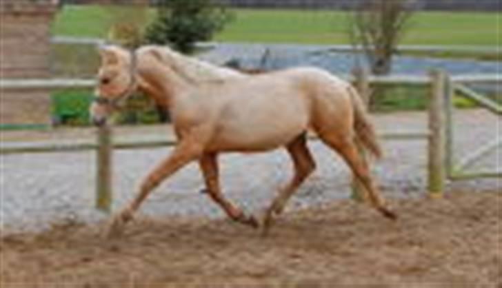 Palomino Kvistgaards Calando Blue  billede 1