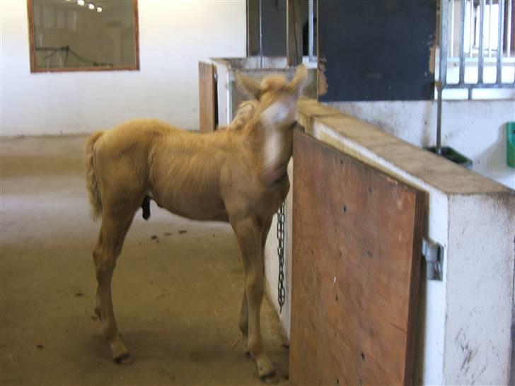 Palomino Kvistgaards Calando Blue  billede 2