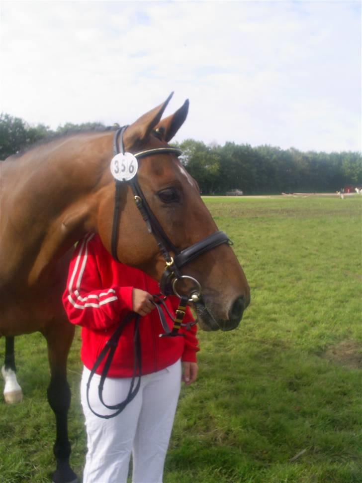 Dansk Varmblod Rondo Quintus, Solgt, R.I.P. - st. hestedag 2007, elskede virkelig den hest, han var helt speciel! billede 14