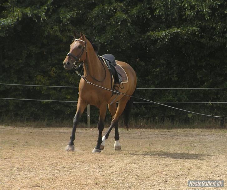 Dansk Varmblod Rondo Quintus, Solgt, R.I.P. - I longe billede 17