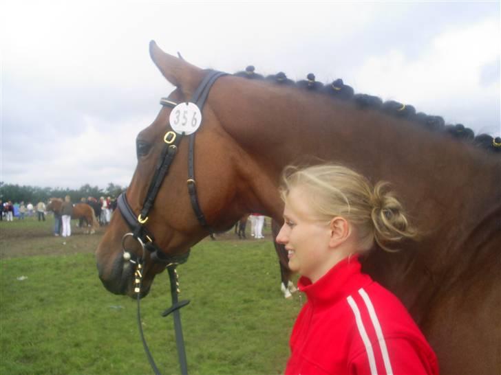 Dansk Varmblod Rondo Quintus, Solgt, R.I.P. - st. hestedag 2007 billede 18