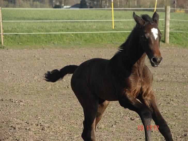 Dansk Varmblod Enegaardens Bijou (SOLGT) - En lille galop billede 5