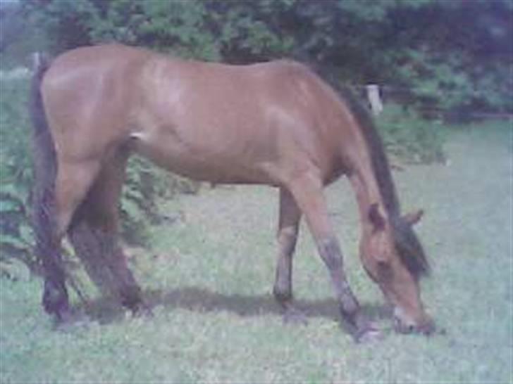 DSP Luna Nizzers billede 20