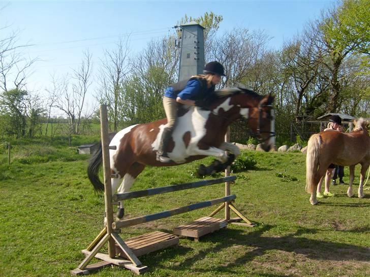 Anden særlig race Miss MoonLight - Nyt springer 60 uden sadel. billede 2