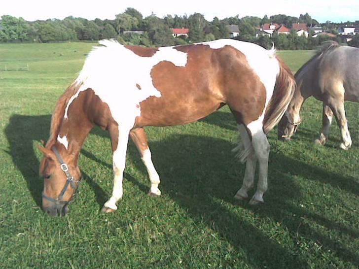 Pinto Chickie Charkiro R.I.P - mmmuuuh græs billede 3