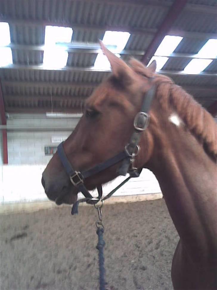 Pinto Chickie Charkiro R.I.P - profil billede 4