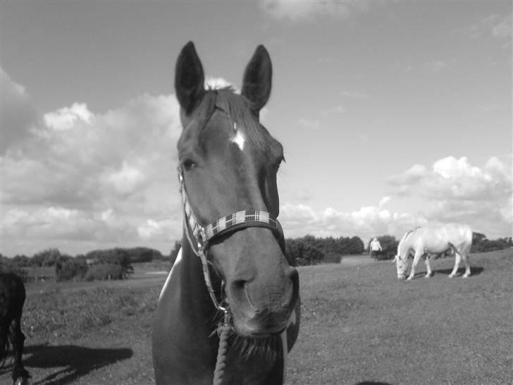 Pinto Chickie Charkiro R.I.P - kikki på fold billede 5