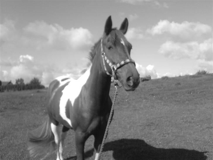 Pinto Chickie Charkiro R.I.P - kikki på fold billede 6