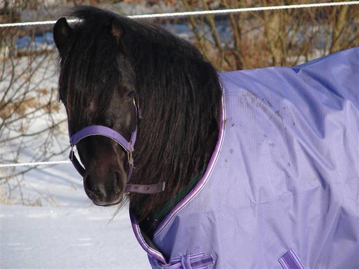 Gotlandsruss Pihl´s Soya (SOLGT) billede 1