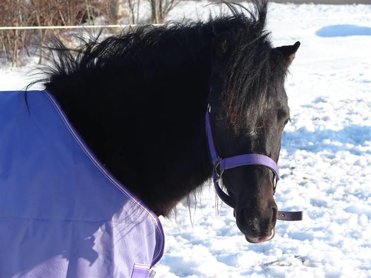 Gotlandsruss Pihl´s Soya (SOLGT) billede 3