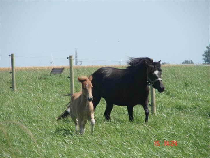 Gotlandsruss Pihl´s Soya (SOLGT) billede 7