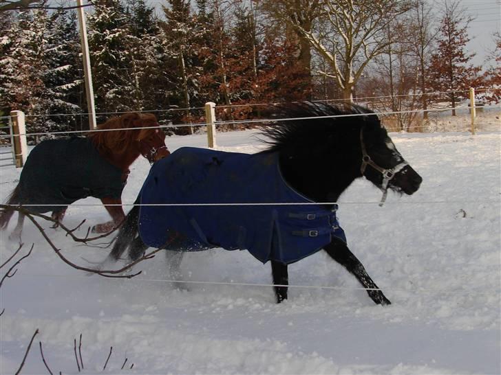 Gotlandsruss Pihl´s Soya (SOLGT) billede 10