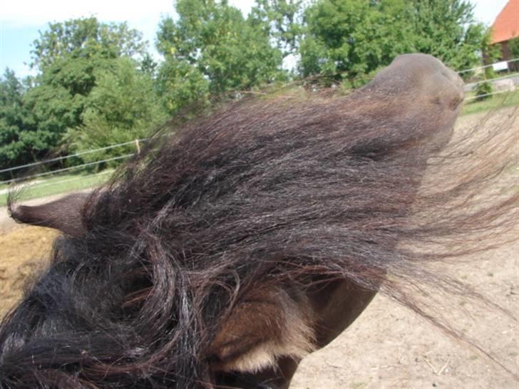 Gotlandsruss Pihl´s Soya (SOLGT) billede 13