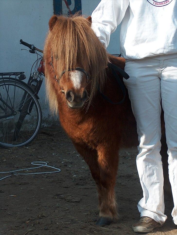 Shetlænder Østervangs Maggie M. - Dorthealyst 08 billede 1