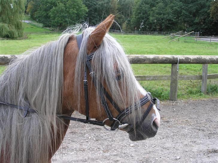 Welsh Mountain (sec A) Sabine (solgt) - "So I won´t give up, no I won´t break down. Sooner than it seems life turns around and I will be strong, even if it all goes wrong. When I´m standing in the dark I´ll still believe, someone´s watching over me"  billede 8