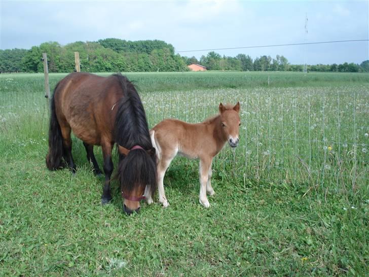 Shetlænder Østervangs Maggie M. - <33 billede 4
