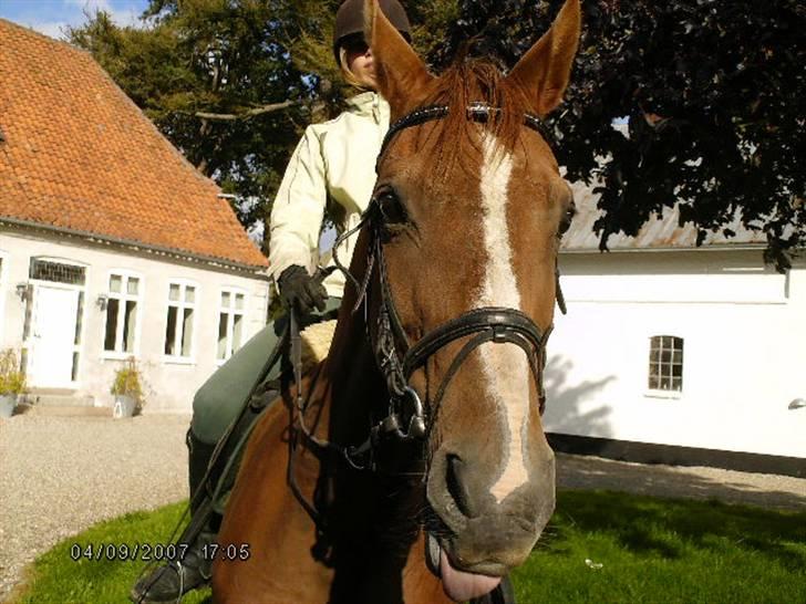 Dansk Varmblod Cherri *R.I.P* billede 9