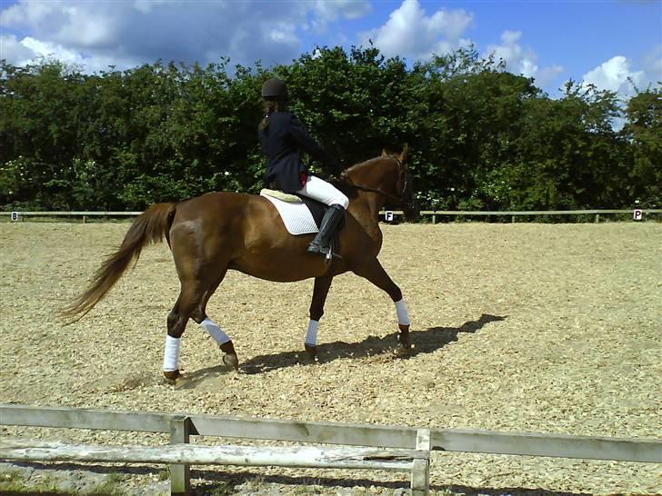 Dansk Varmblod Cherri *R.I.P* billede 10